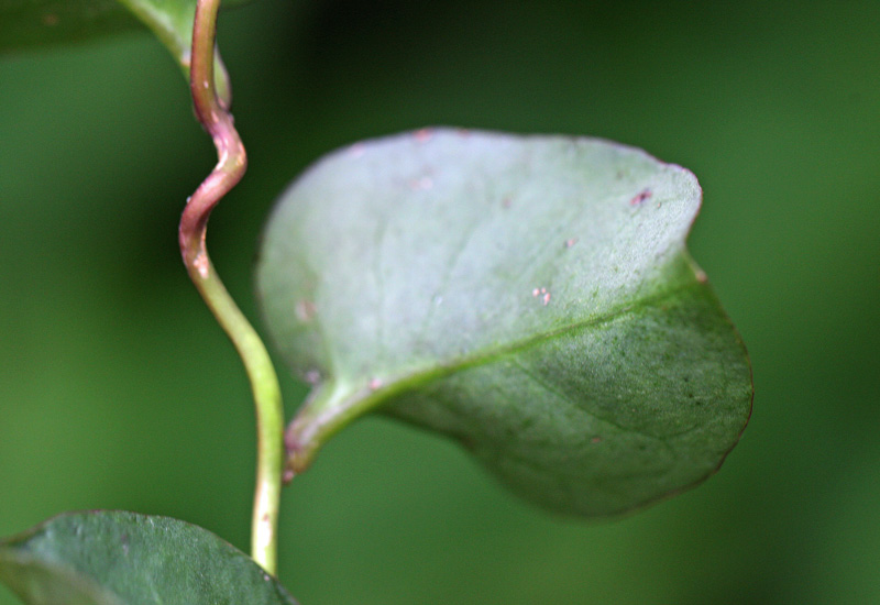 アカザカズラ（オカワカメ） Anredera cordifolia_f0165160_20565135.jpg