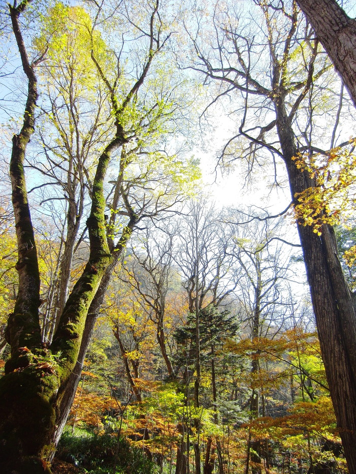 お知らせ　　　「秋の群馬に紅葉を求めて・後編」・丸沼～菅沼　2010.10.23_a0146869_539401.jpg