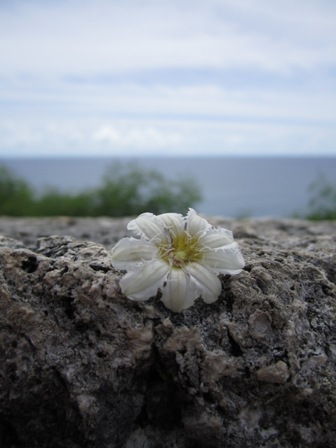 南の島_c0135971_2256219.jpg