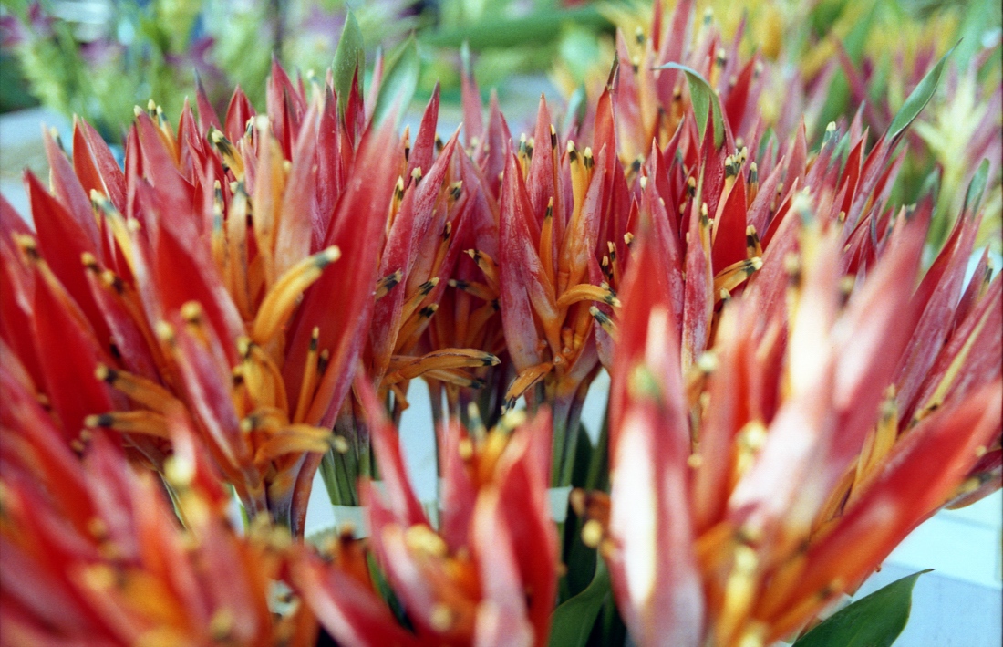 #10-225　　 　Hawaii days　～　KCC  Farmers\' Market _b0065572_2473163.jpg