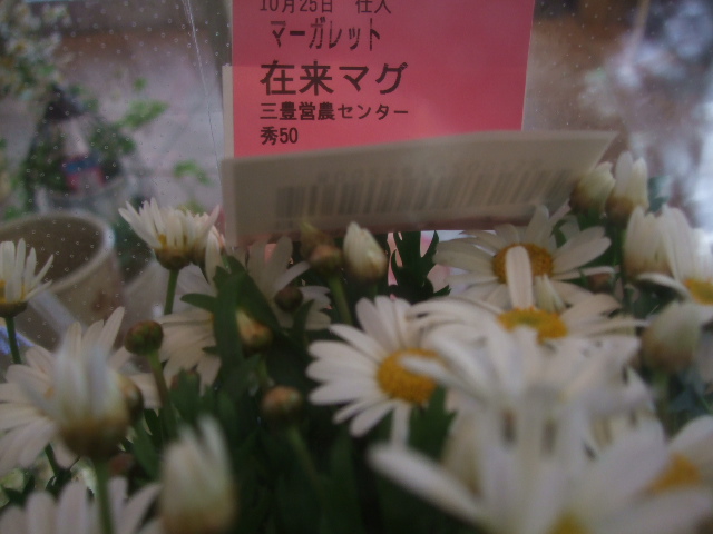 オークリーフ(在来マグ)_f0049672_13214040.jpg