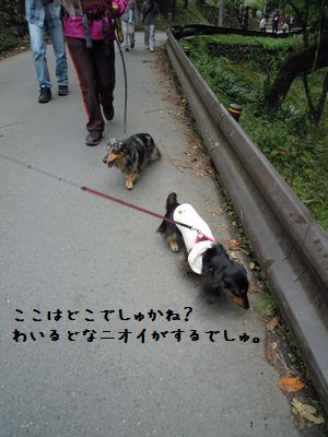 高尾山の登山犬 Kiki Blog ミニチュアダックスkikiとの生活