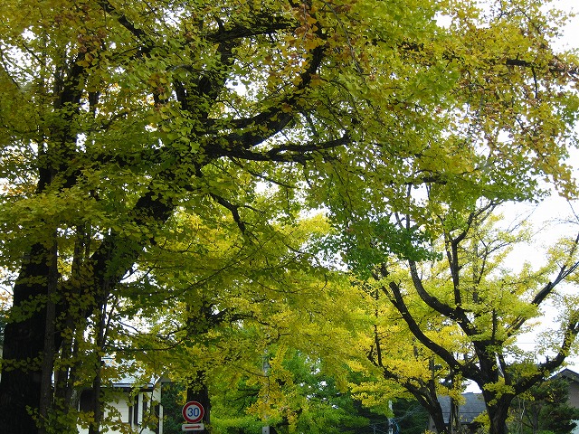 雲場池 紅葉10/27_d0133485_9133754.jpg