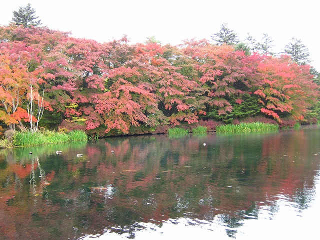 雲場池 紅葉10/27_d0133485_992667.jpg
