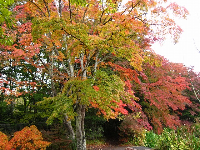 雲場池 紅葉10/27_d0133485_993535.jpg