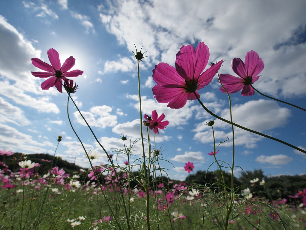 「コスモス～花博記念公園鶴見緑地～」_a0133692_1936266.jpg