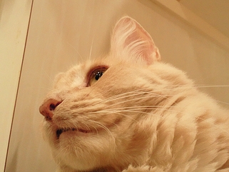 c0181601_90371.jpg