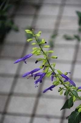 a0123003_1033054.jpg