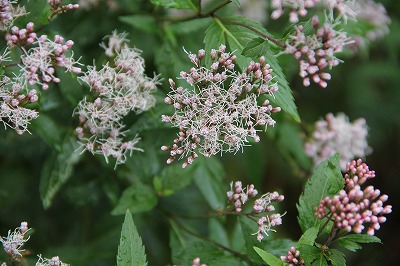 a0123003_10365955.jpg