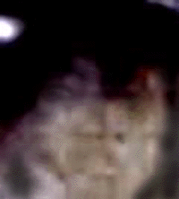 e0103408_6342271.gif