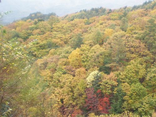 雨の瑞牆山麓、落ち葉の絨毯_b0172911_1731680.jpg