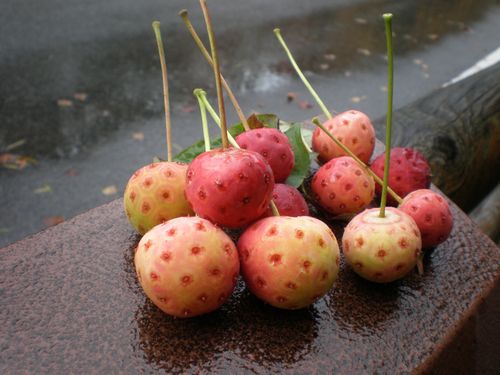 雨の瑞牆山麓、落ち葉の絨毯_b0172911_17333846.jpg