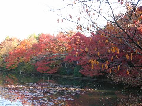 京都で母娘の旅　～２００９．１１～　＝金閣寺編＝_d0036611_12332176.jpg