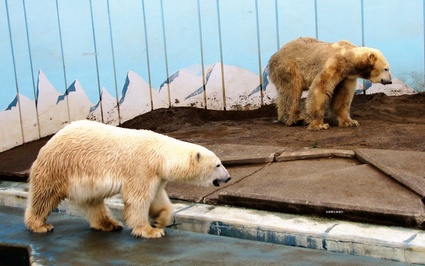 釧路市動物園クルミの行動、および人工哺育の場合への備えについて_a0151913_20403475.jpg