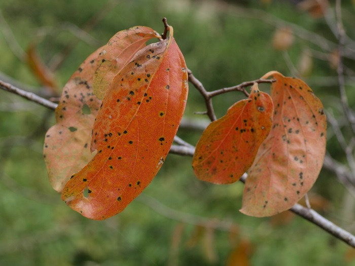 柿の葉っぱの紅葉_c0116915_23243760.jpg