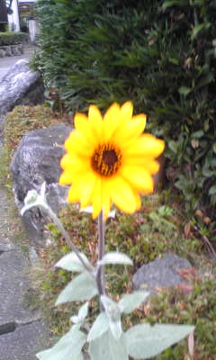 d0070316_12604.jpg