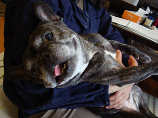 f0232522_833312.gif