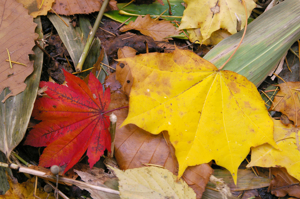 定山渓の紅葉は後半へ（最終回）～黄色/黄緑の深い森～_c0223825_1265675.jpg