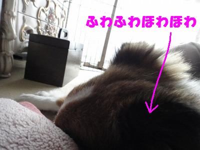 夢の中でママのミルクをまだ飲んでます♪_e0195743_2154622.jpg