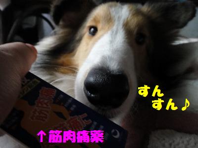 夢の中でママのミルクをまだ飲んでます♪_e0195743_216923.jpg