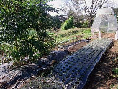 夢のモチタラ造成林準備段階_c0063348_8413334.jpg