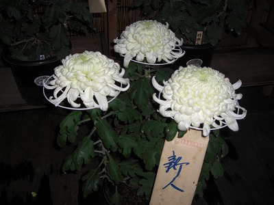 菊祭りの花が並びました_a0084753_1741233.jpg
