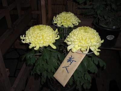 菊祭りの花が並びました_a0084753_1742340.jpg