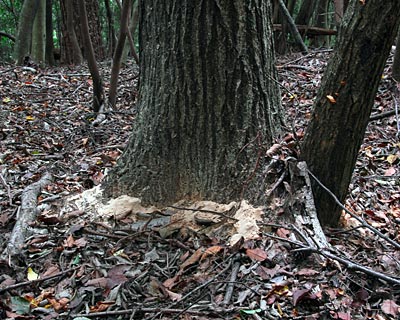 e0035757_22162044.jpg