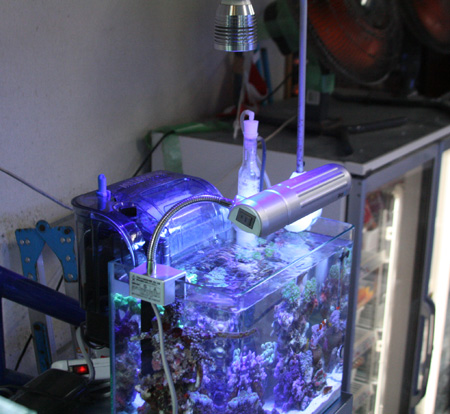 遠山水槽 ビーボックスアクアリウム 海水魚 サンゴ情報