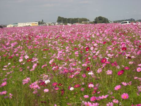 c0127460_20454438.jpg