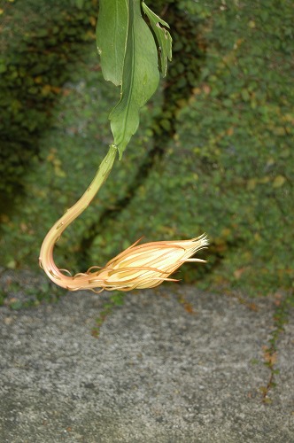 c0180460_01421.jpg