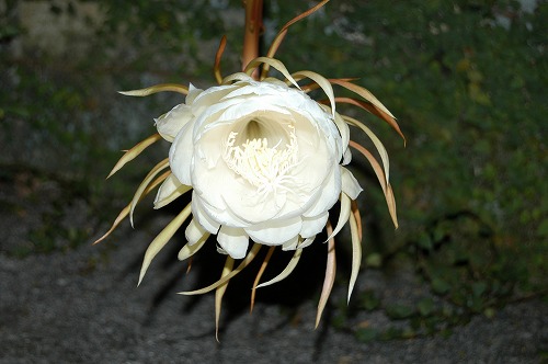 c0180460_02485.jpg