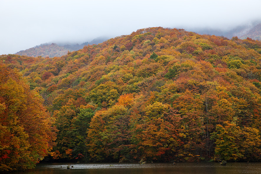 雨の中の紅葉_e0214470_224699.jpg