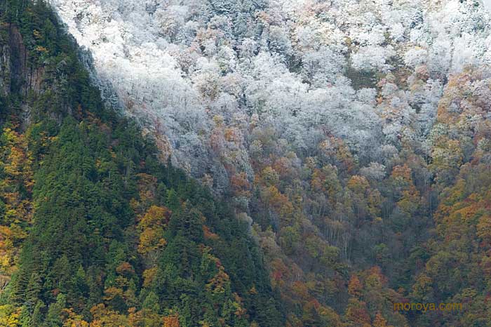 初冠雪_c0085877_724041.jpg