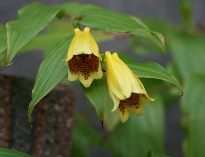 庭の秋の花３ ホトトギスいろいろ１ 寧楽悠々自然流