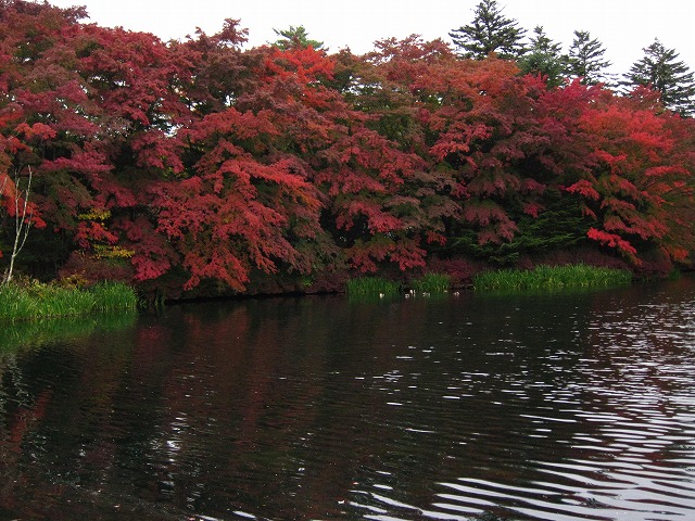 雲場池　紅葉10/28_d0133485_1614076.jpg