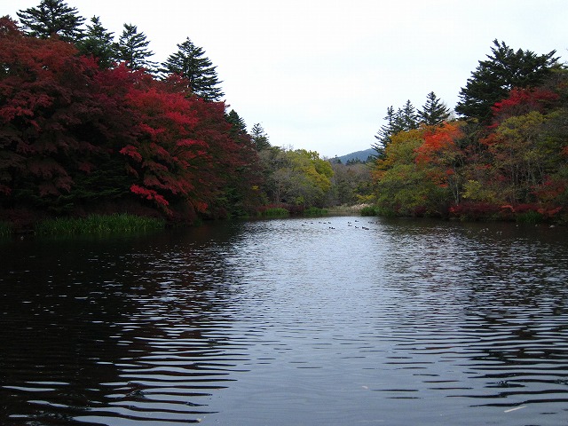 雲場池　紅葉10/28_d0133485_161468.jpg