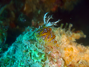 コンディション最高！！ラチャ島！！_f0144385_23811.jpg