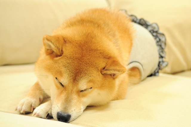 心配かけてごめんなさい!_a0126590_5112970.jpg