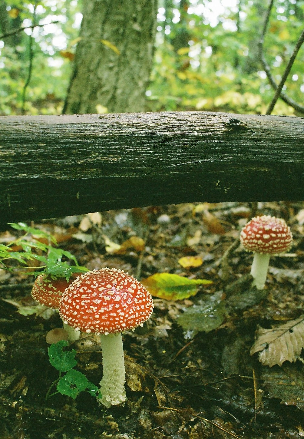 ベニテングタケと地方の食文化 野山を読む 野山を食す ベニテングタケと地方の食文化 野山を読む 野山を食す