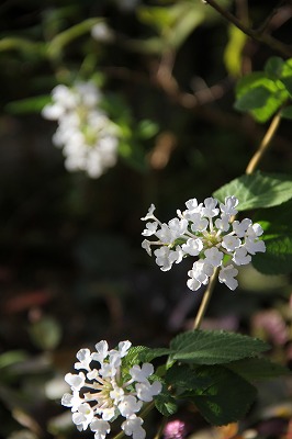 a0123003_9393648.jpg