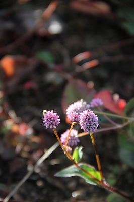 a0123003_9402317.jpg