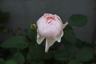 a0123003_9424015.jpg