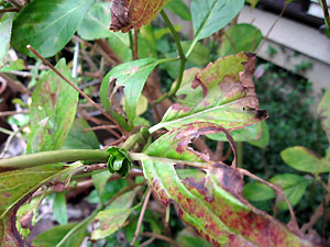 e0118904_2152651.jpg