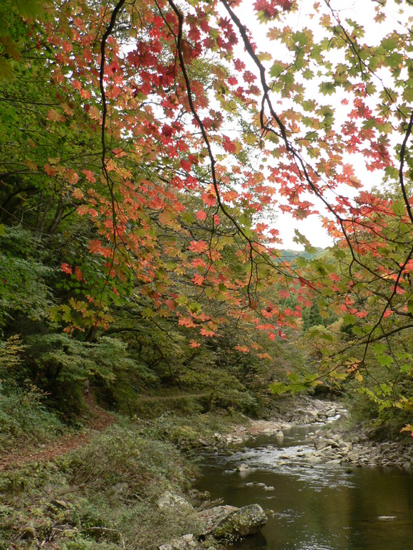 紅葉だより (4)_f0219710_7414660.jpg