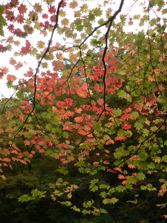 紅葉だより (4)_f0219710_7445544.jpg