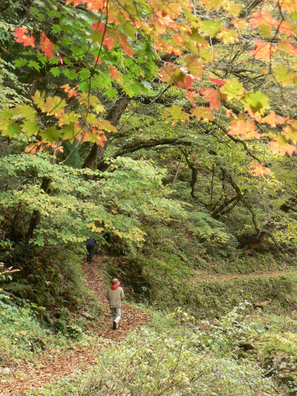 紅葉だより (4)_f0219710_7462873.jpg