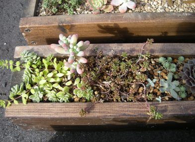 50cmの木製プランターに多肉の寄せ植え ひなこたのタニクblog 50cmの木製プランターに多肉の寄せ植え ひなこたのタニクblog