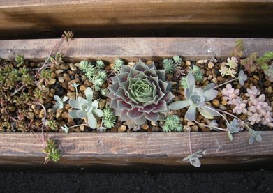 50cmの木製プランターに多肉の寄せ植え。 : ひなこたのタニクblog。