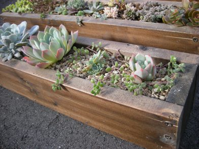 50cmの木製プランターに多肉の寄せ植え。 : ひなこたのタニクblog。